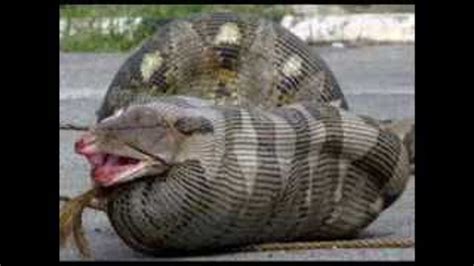 Largest Snake In The World Found Alive