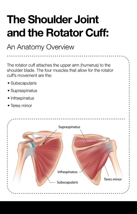 Rotator Cuff Surgery Recovery Timeline – The Amino Company