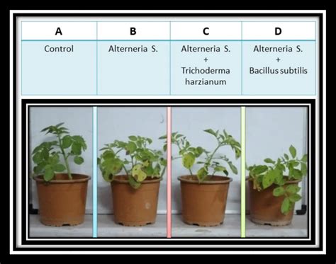 Figure showing Selected Pot experiments to screen biocontrol and plant... | Download Scientific ...