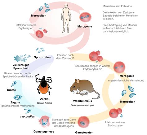 File:Babesia life cycle human de.svg - Wikimedia Commons