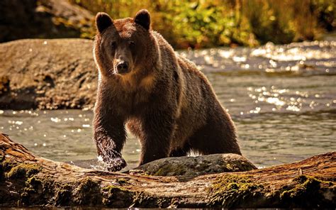 Grizzly Bear Wallpaper (59+ pictures) - WallpaperSet