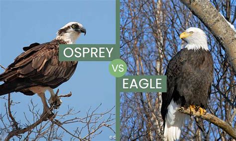 Osprey vs Eagle – How To Tell Them Apart