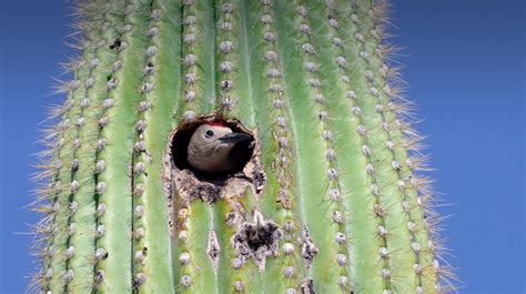 Saguaro | San Diego Zoo Animals & Plants