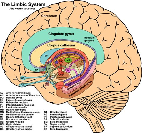 LimbicSystem | Limbic system, Neuroscience, Brain anatomy