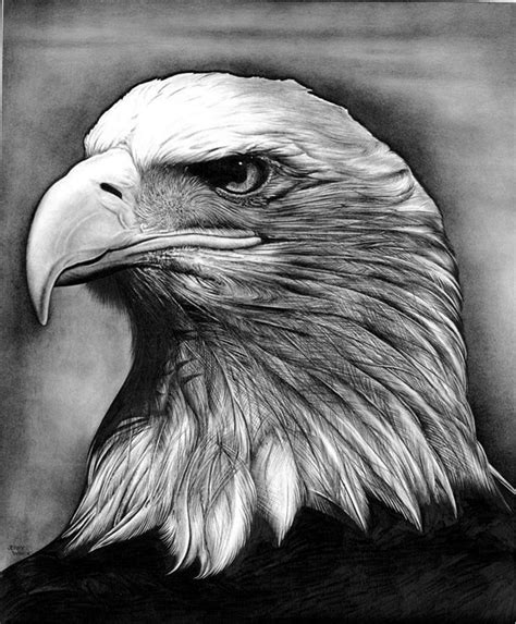 40 Realistic Animal Pencil Drawings - Bored Art