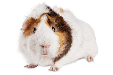 Guinea Pig Care Sheet Oxbow | obrotu.com