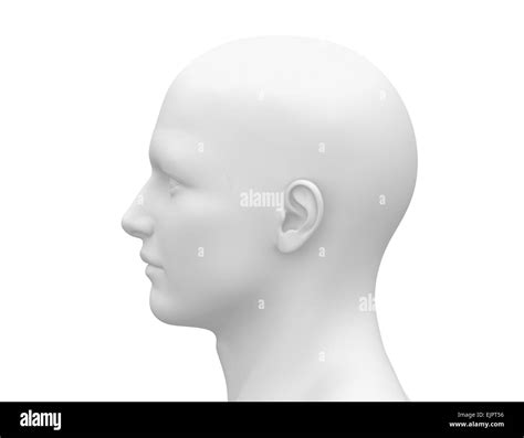 Blank White Male Head - Side view Stock Photo - Alamy