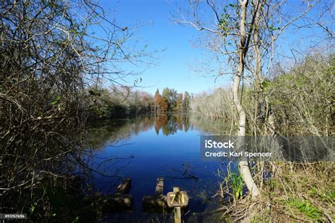 Freshwater Pond Ecosystem Stock Photo - Download Image Now - Autumn, Ecosystem, Environment - iStock