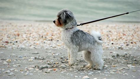 10 Dog Walking Tips Everyone Should Know - Puppy Leaks