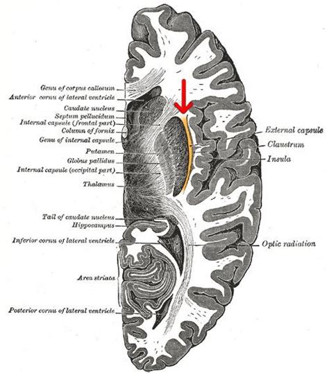 External capsule - Alchetron, The Free Social Encyclopedia