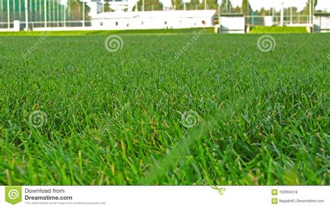 Soccer field grass stock photo. Image of field, grassy - 102904518