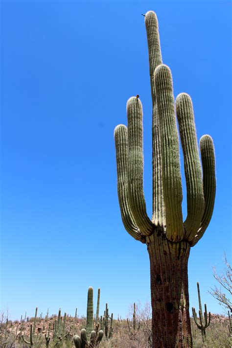 Saguaro National Park