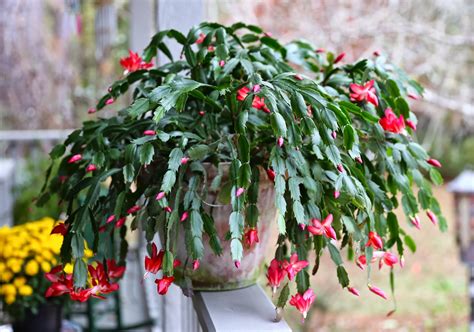 Sweet Southern Days: A Christmas Cactus