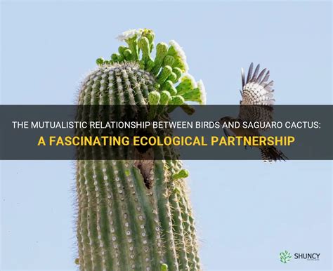 The Mutualistic Relationship Between Birds And Saguaro Cactus: A Fascinating Ecological ...