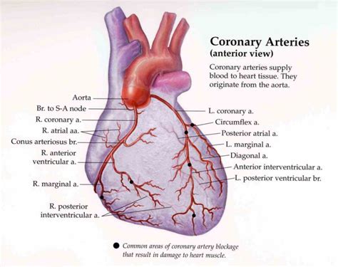 arteries veins the Arteries Of The Heart Anatomy new project heart anatomy illustrations and ...