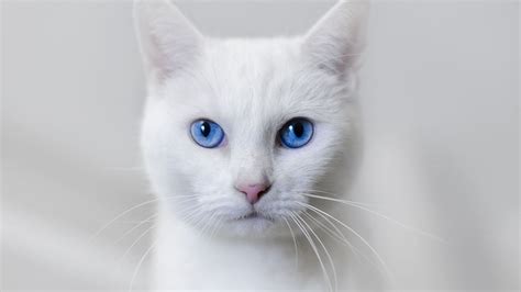 Image - A-beautiful-white-cat-with-big-blue-eyes-Image.jpg | Animal Jam Clans Wiki | FANDOM ...