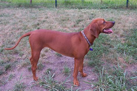 Redbone Coonhound - Wikipedia