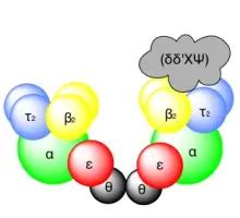 DNA Polymerase: Structure, Functions in Pro and Eukaryotes