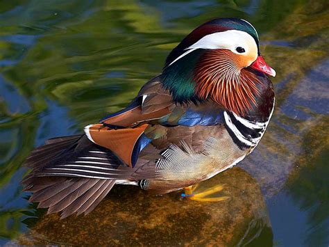 Free picture: mandarin, duck, bird