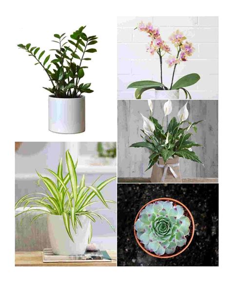 Top 5 Cool Indoor Plant Gift Ideas For Her-Urban Plants - Urban Plants™