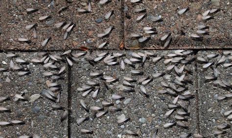 Flying ants SWARM: Why are there so many flying ants right now? | Express.co.uk