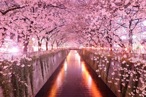 Japan Cherry Blossom Wallpaper - Japanese Spring Flowers Pink Striped Blossoms In A Park Osaka ...