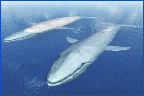 Blue Whale Facts: Breathtaking Gentle Giants of the Ocean