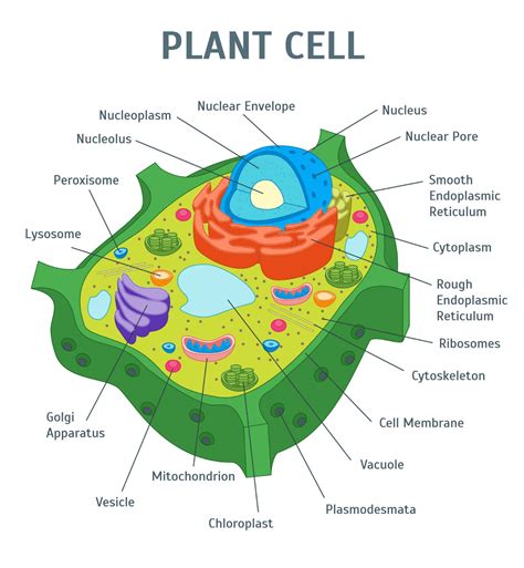 Plant Cell Diagram With Labels