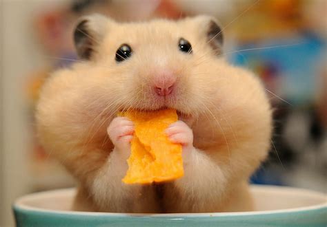 Hamster 1080P, 2K, 4K, 5K HD wallpapers free download | Wallpaper Flare