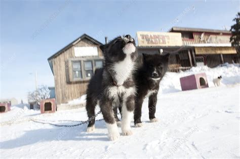 Husky sled dog puppies - Stock Image - C014/6819 - Science Photo Library