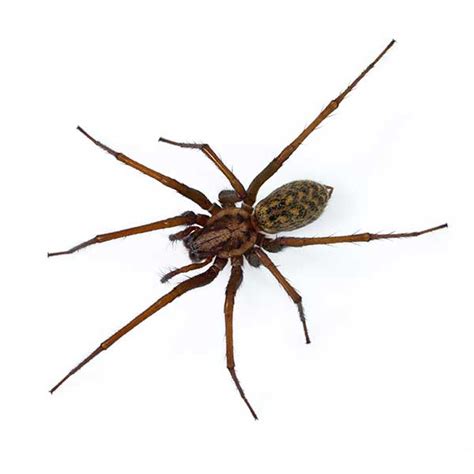 american house spider lifespan - Briana Overton