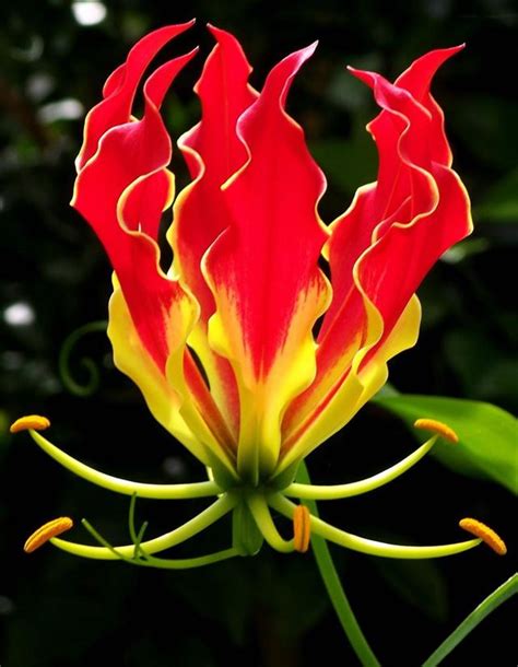 Gloriosa Lily Bulbs - The Flower Shop