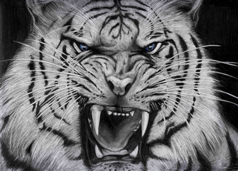 🔥 [90+] Angry Tiger Eyes Wallpapers | WallpaperSafari