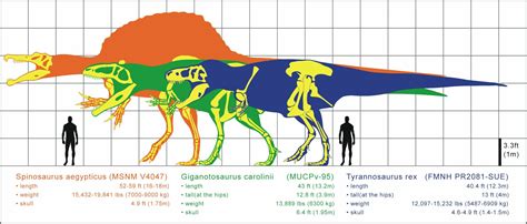 Spinosaurus Size Comparison To T Rex