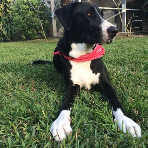 Photo shoot. Mix breed. Great Dane, border collie, Labrador. | Great dane, Border collie lab mix ...