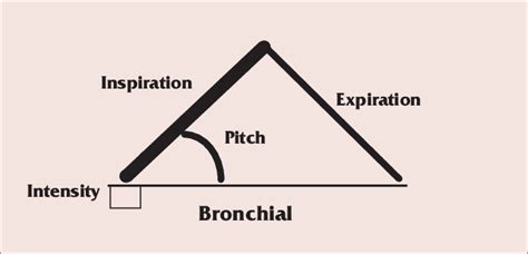 Bronchial breath sounds, consisting of a full inspiratory and... | Download Scientific Diagram