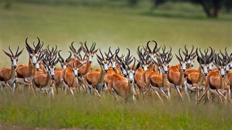 Springbok Herd – Bing Wallpaper Download