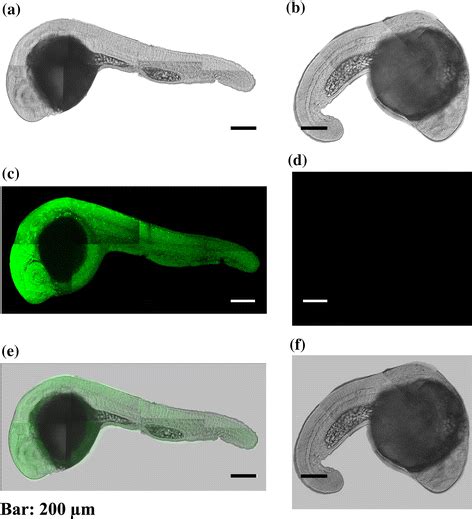 Bright filed images of zebrafish embryo with (a) and without (b) the... | Download Scientific ...