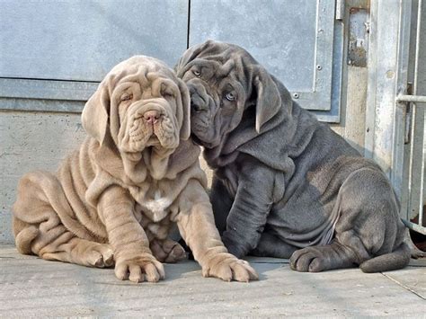 Neapolitan Mastiff Tibetan Mastiff Big Dogs - SUINDACHO