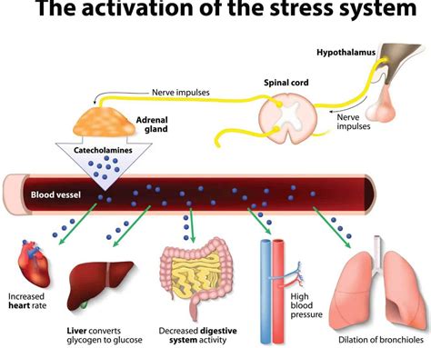 Adrenal Fatigue – Is Adrenal Fatigue Real? (UPDATE: 2017) | 5 Things You Need to Know