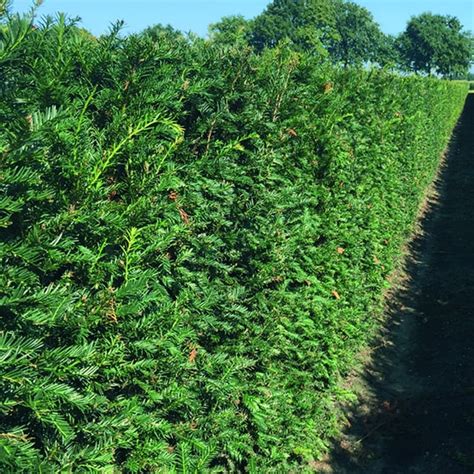 Hicks Yew Hedges (Shrub) | Taxus x media 'Hicksii' - InstantHedge