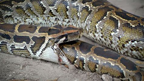 A Burmese Python eating another Burmese Python. : r/natureismetal