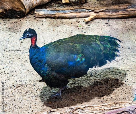 The Congo peafowl (Afropavo congensis), also known as the African peafowl, native to the Congo ...