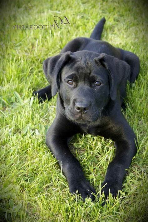 Black Lab Great Dane Mix Puppies For Sale | PETSIDI