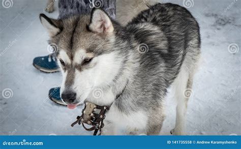 Siberian Husky Dog, Sled Dog, Stock Photo - Image of nature, white: 141735558