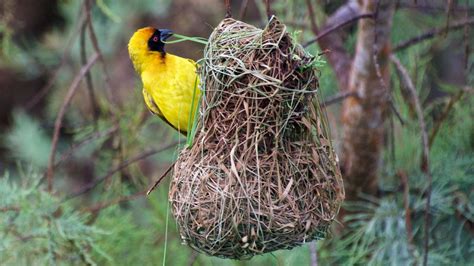 7 Types of Bird Nests: How to Identify Each One