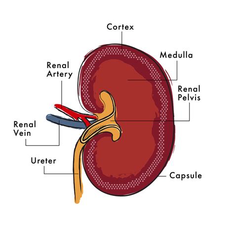 Kidney Disease in Dogs – Medicus Veterinary Diets