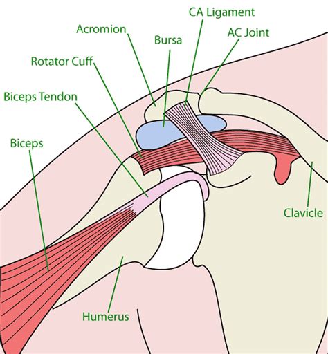 Acromion of scapula, acromion types and acromion fracture