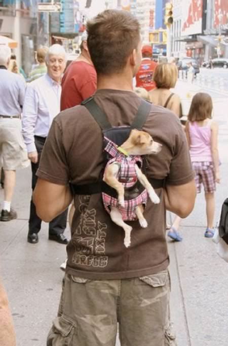 Top 10 Funny Photos of Walking A Dog