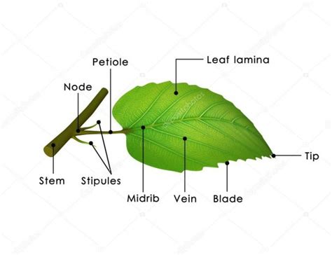 Leaf Diagram Labelled